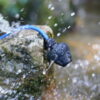 Vertical hydrophone manalive audio splash